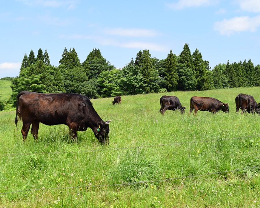 愛媛県産